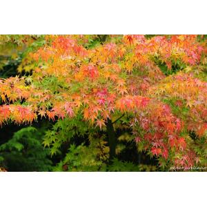 Acer Japonico